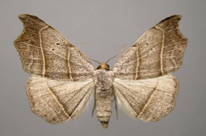 bruine sikkeluil, Laspeyria flexula,Han KS, coll. Naturalis, Leiden, 16552.jpg